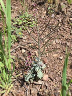 Image of Mt. Diablo jewelflower