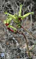 Image of Anigozanthos bicolor subsp. decrescens Hopper