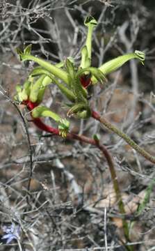 Image of Anigozanthos bicolor subsp. decrescens Hopper