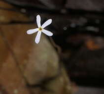 Image of Puerto Rico Ghostplant