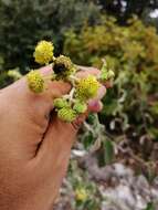 Image of Verbesina sericea Kunth & Bouche