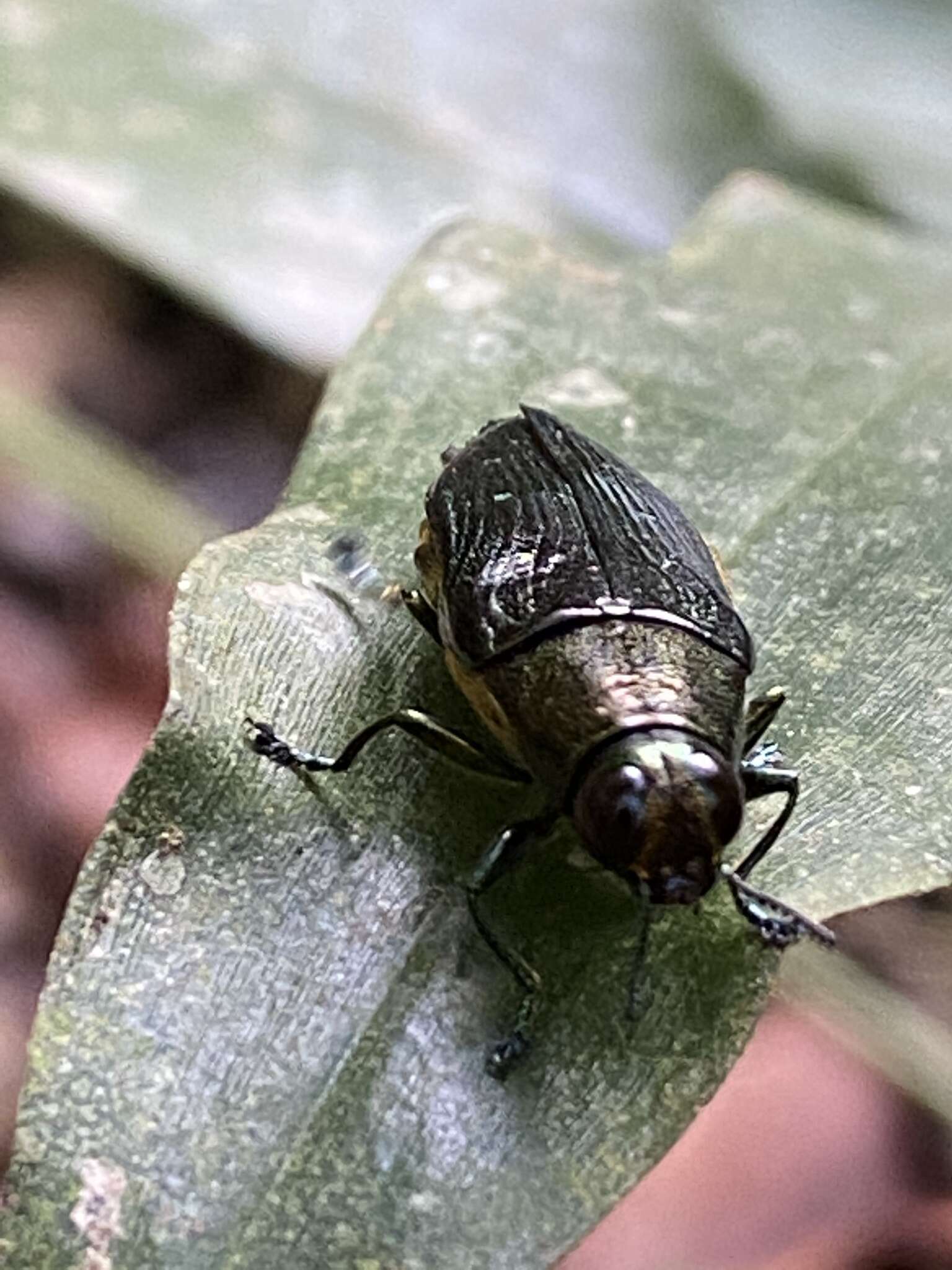 Image of Chrysesthes tripunctata (Fabricius 1787)