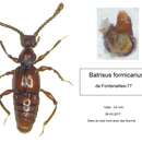 Image of Batrisus formicarius Aubé 1833