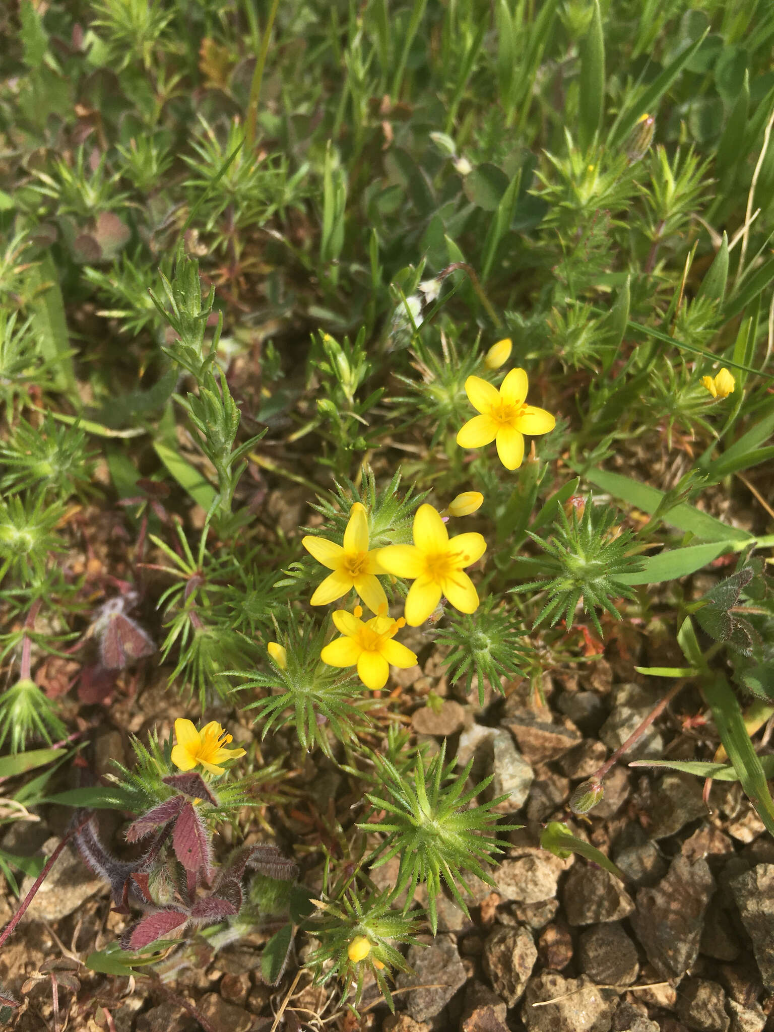 Image of bristly linanthus