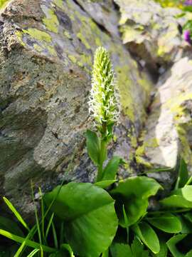 Слика од Lagotis integrifolia (Willd.) Schischk. ex Vikulova