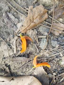 Imagem de Erythrina poeppigiana (Walp.) O. F. Cook