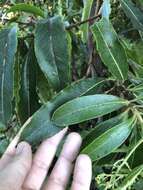 Imagem de Arbutus canariensis Duham.