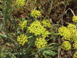 Imagem de Lomatium triternatum var. brevifolium (Coult. & Rose) Mathias