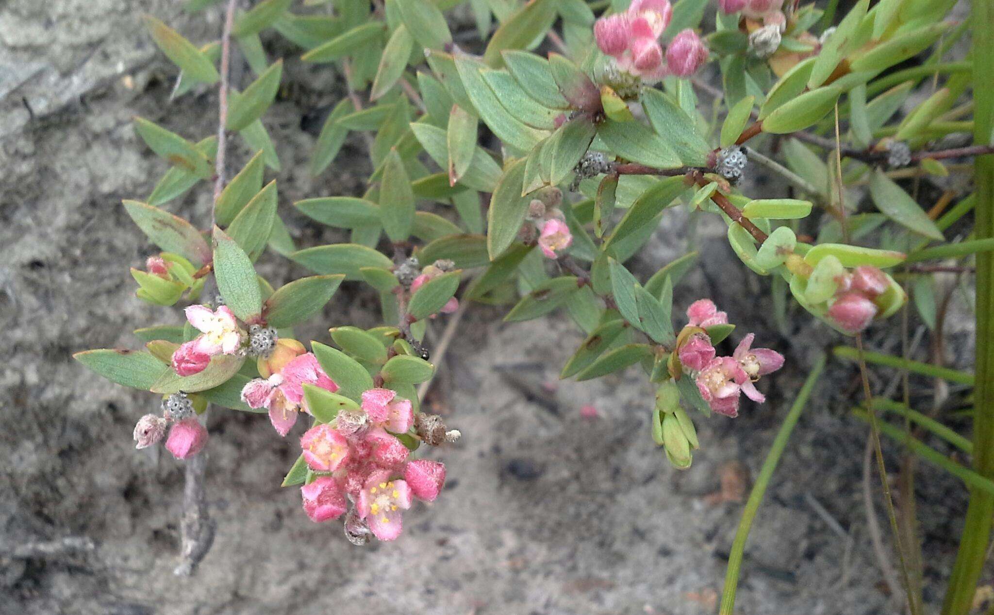 Image of Lachnaea burchellii Meissn.