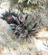 Image of slate pencil urchin