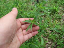 Image of Pycnanthemum torreyi Benth.