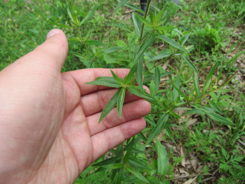 Image de Pycnanthemum torreyi Benth.