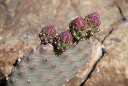 Image of beavertail pricklypear