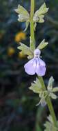 Imagem de Salvia pallida Benth.