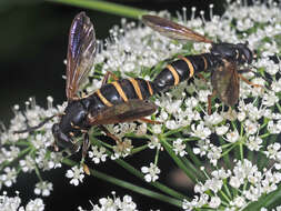 Image de Temnostoma bombylans (Fabricius 1805)