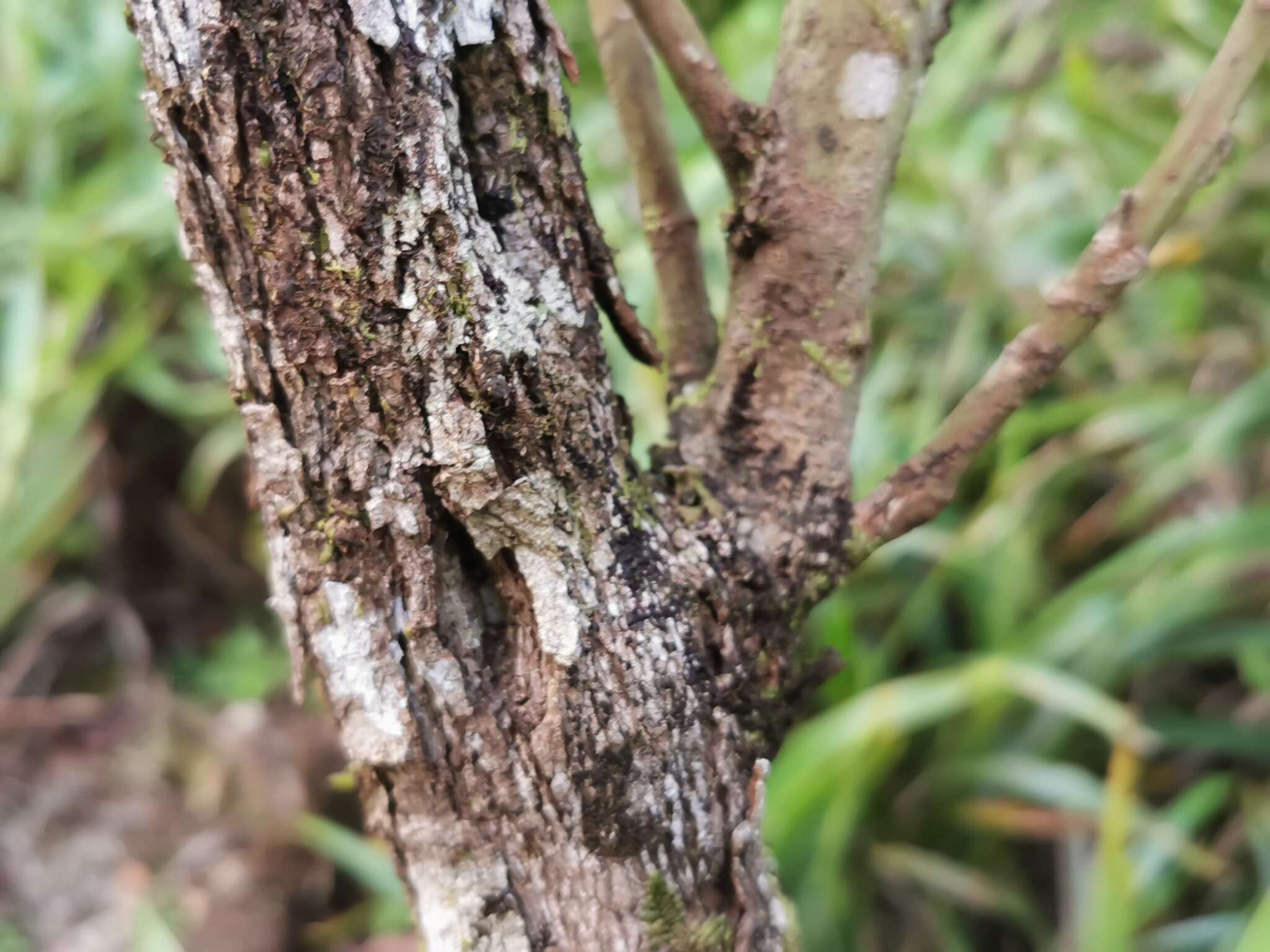 Plancia ëd Hancea integrifolia (Willd.) S. E. C. Sierra, Kulju & Welzen