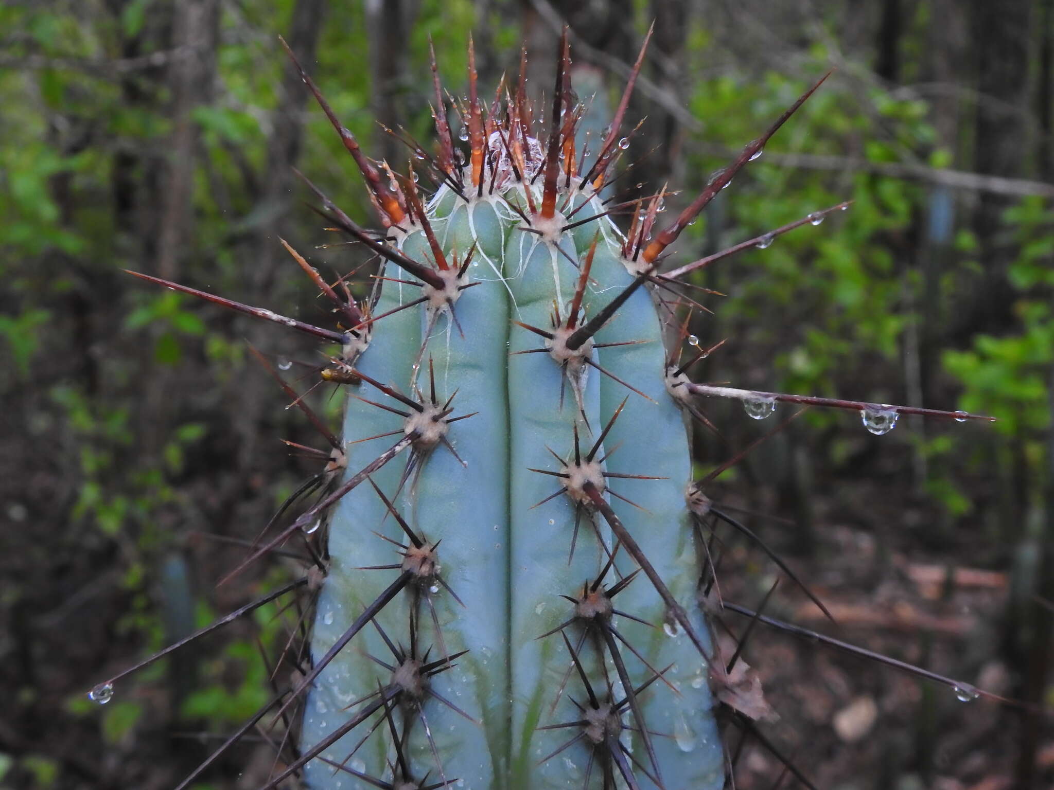 Image of Pilosocereus lanuginosus (L.) Byles & G. D. Rowley