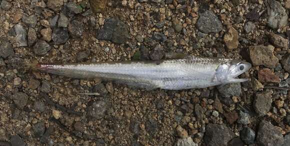 Image of Gray&#39;s grenadier anchovy