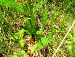 Image de Pilosella piloselloides (Vill.) Sojak