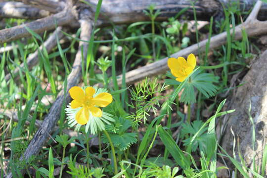 Image of Eranthis longistipitata Regel