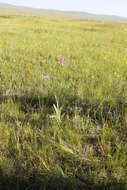 Image of Iris dichotoma Pall.