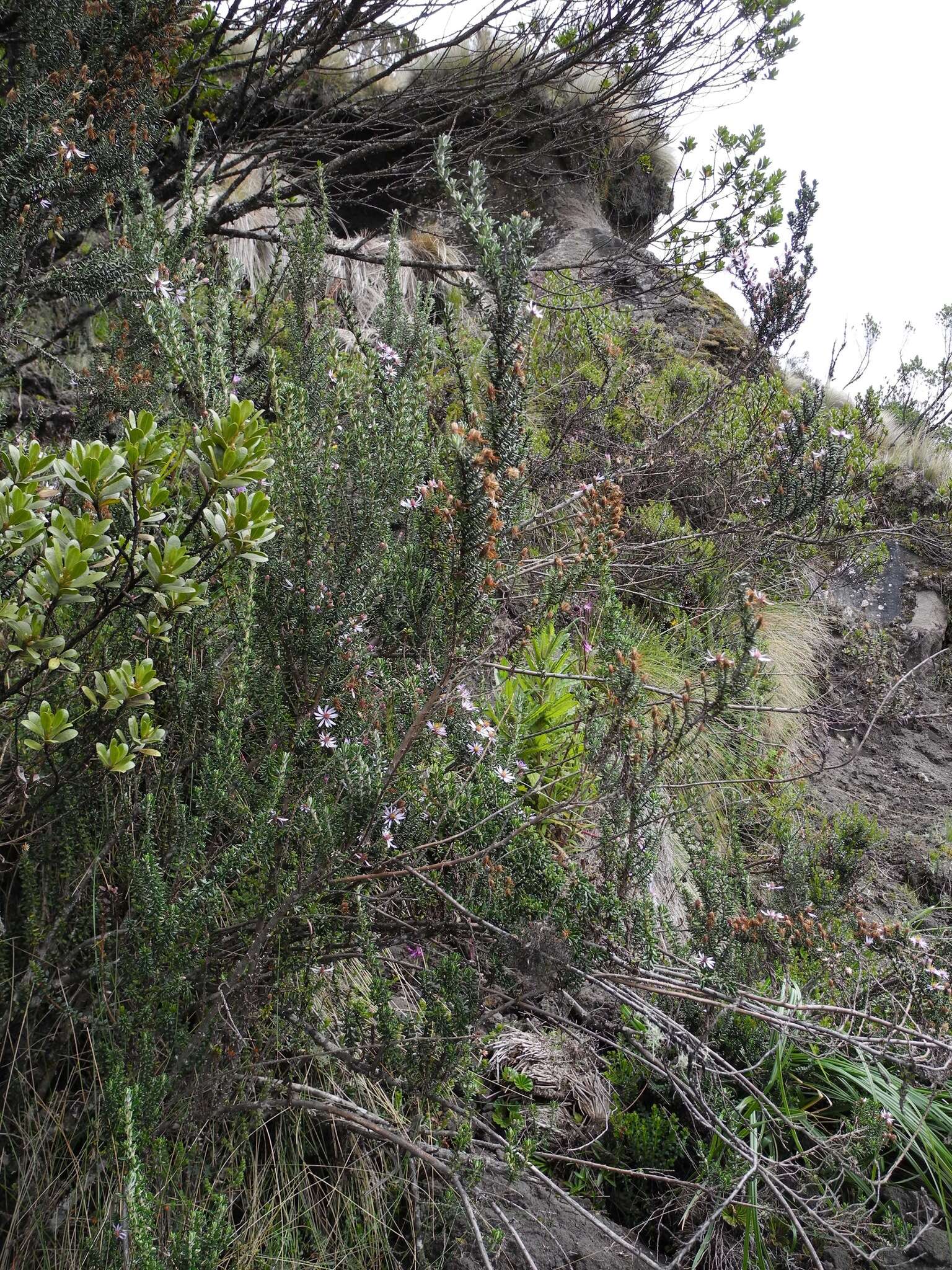 Image of Diplostephium hartwegii Hieron.