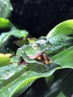 Слика од Zhangixalus aurantiventris (Lue, Lai & Chen 1994)