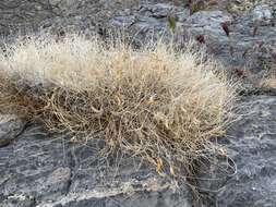 Image of Ackerman's milkvetch