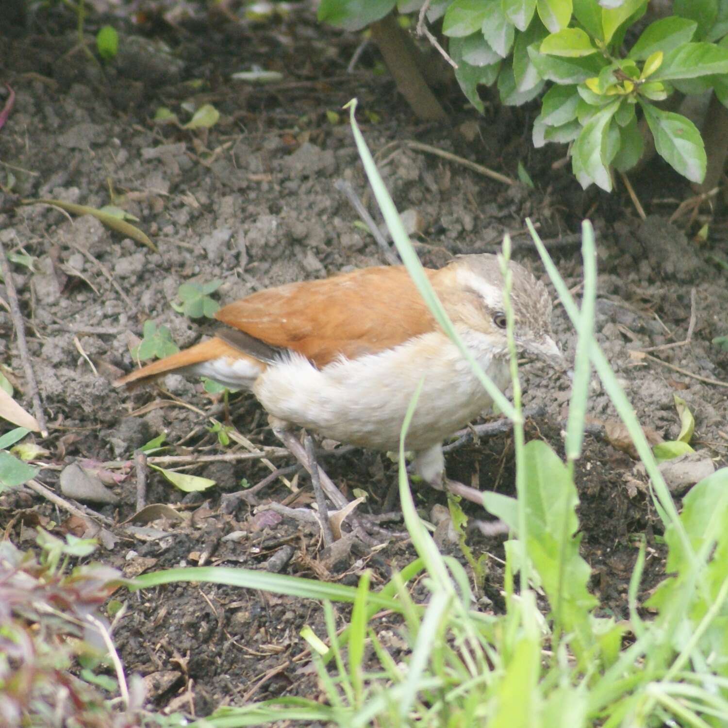 Image of Pale-legged Hornero