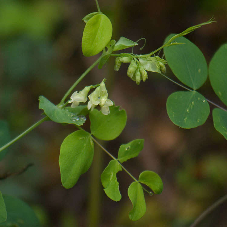 Image of cream pea