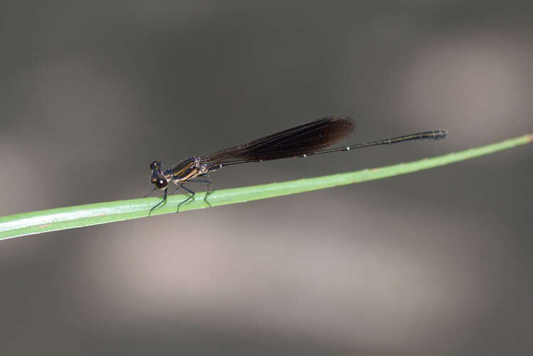 Image of Nososticta baroalba Watson & Theischinger 1983