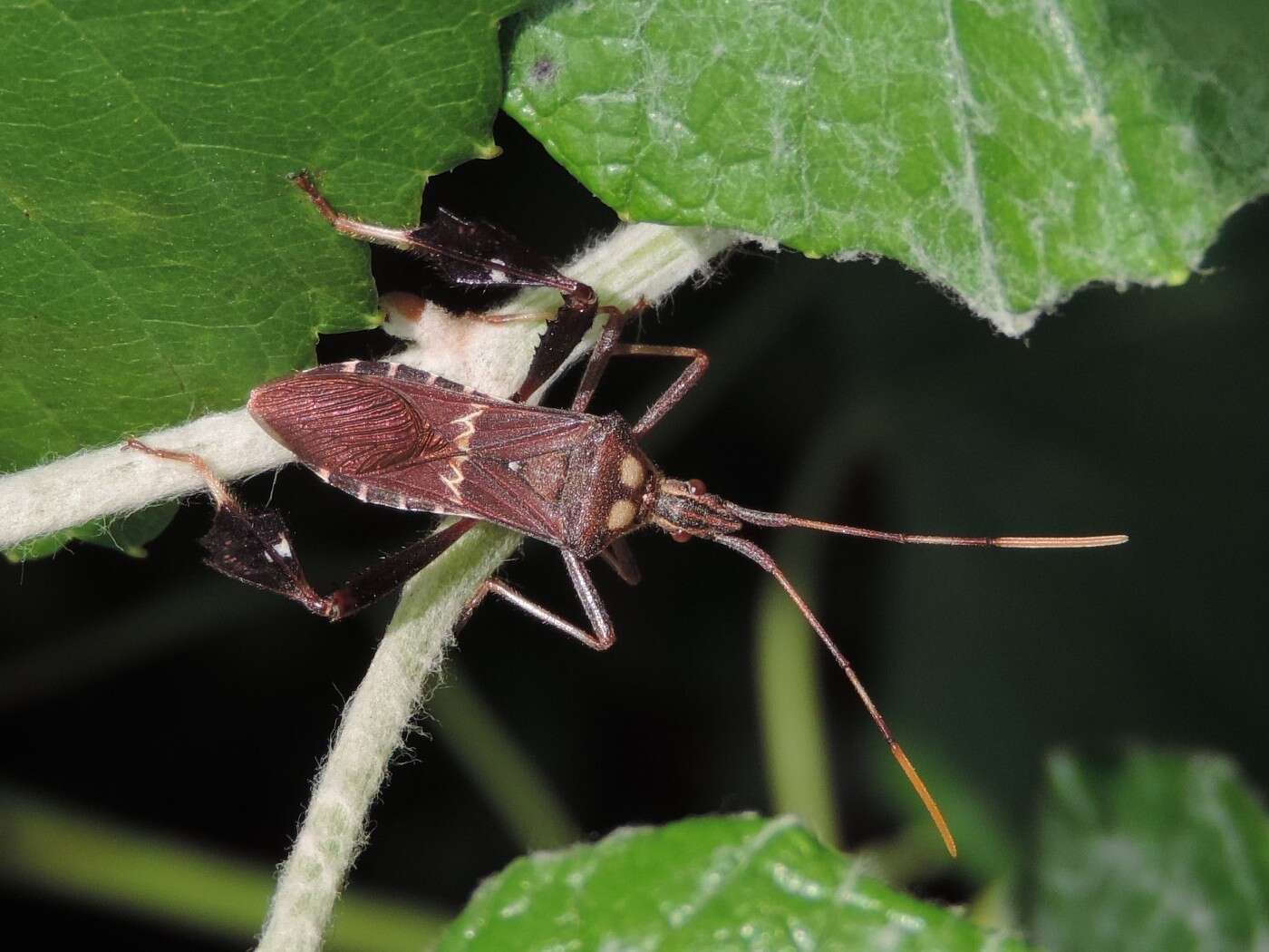 Leptoglossus zonatus (Dallas 1852) resmi