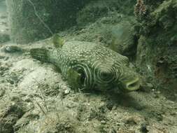 Image of Reticulated Blow Fish