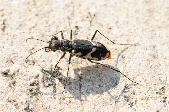 Слика од Cicindela (Cicindelidia) schauppii G. Horn 1876