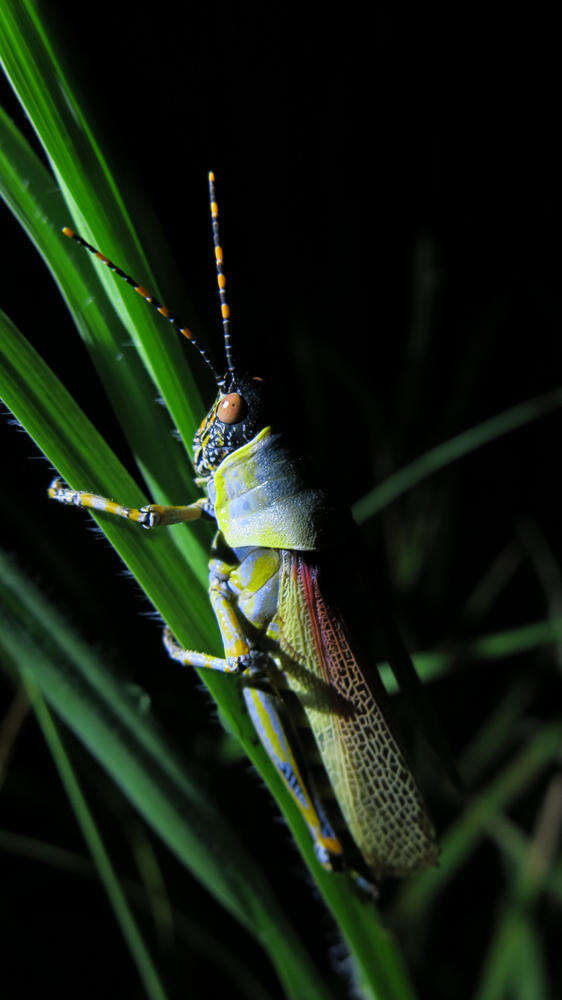 صورة Zonocerus elegans elegans (Thunberg 1815)