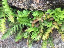 Слика од Polypodium saximontanum Windham