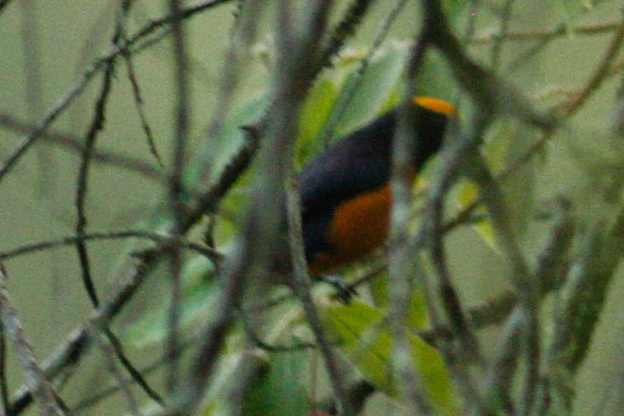 Imagem de Euphonia saturata (Cabanis 1861)