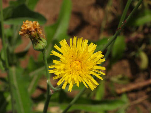 Image of Sonchus brachyotus DC.