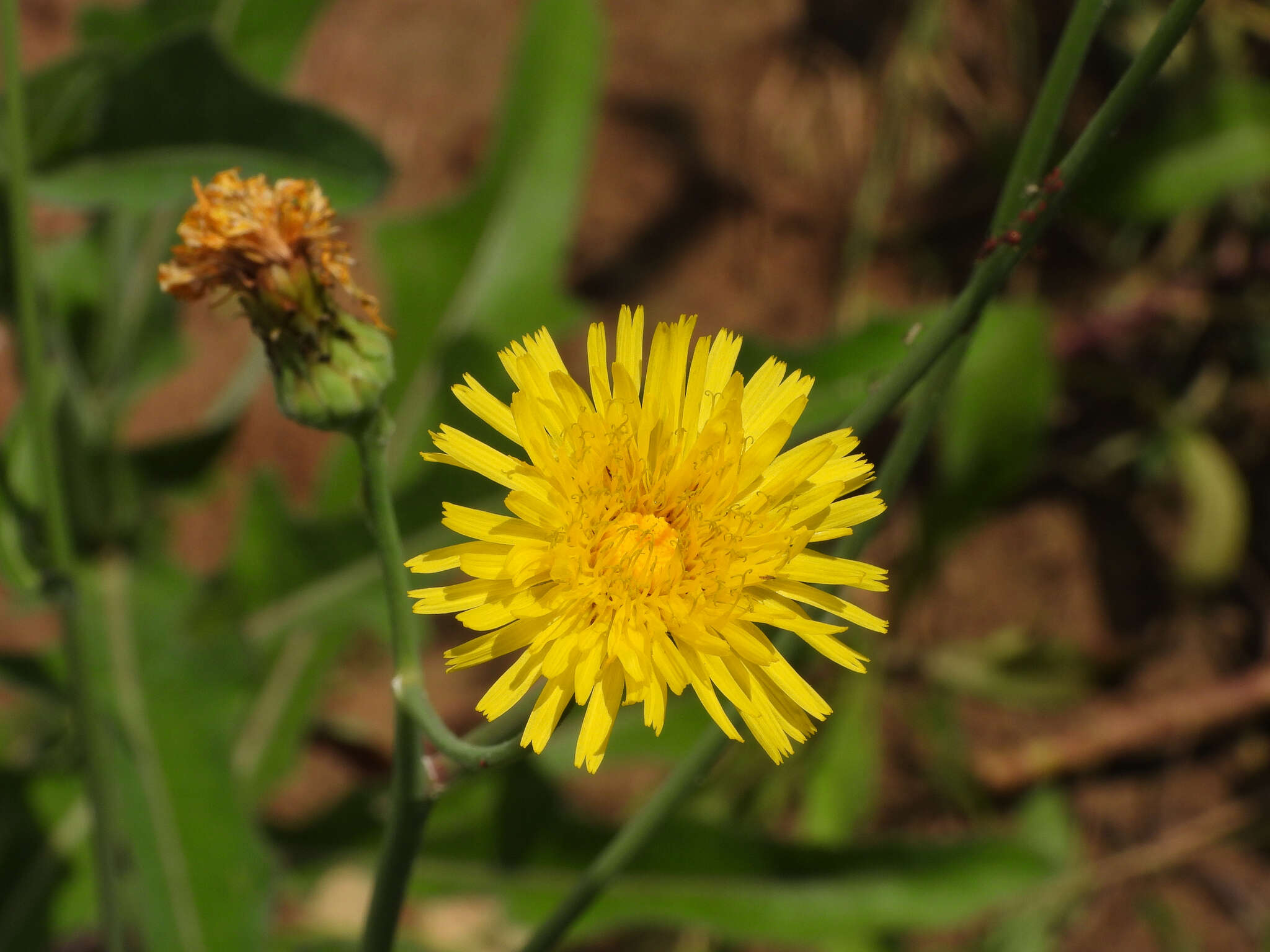 Image de Sonchus brachyotus DC.