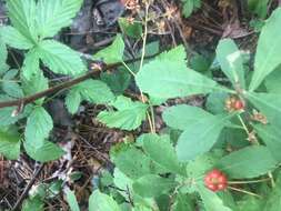 Слика од <i>Rubus <i>pubescens</i></i> f. pubescens