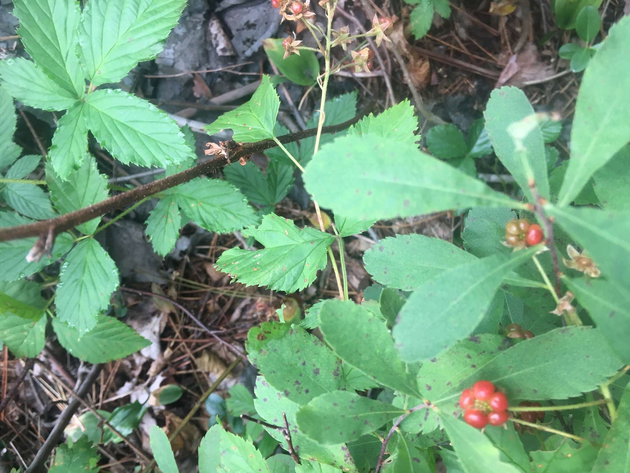 Image of <i>Rubus <i>pubescens</i></i> f. pubescens