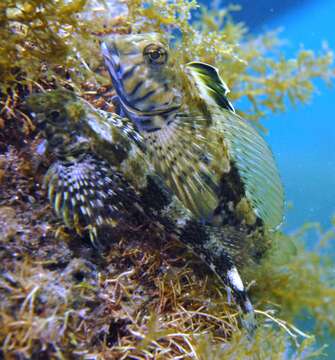 Image of Western Jumping Blenny