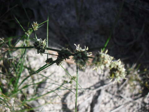 Image of Ficinia bulbosa (L.) Nees