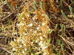 Image of Cuscuta pacifica Costea & M. A. R. Wright