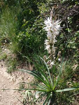 Image of White asphodel