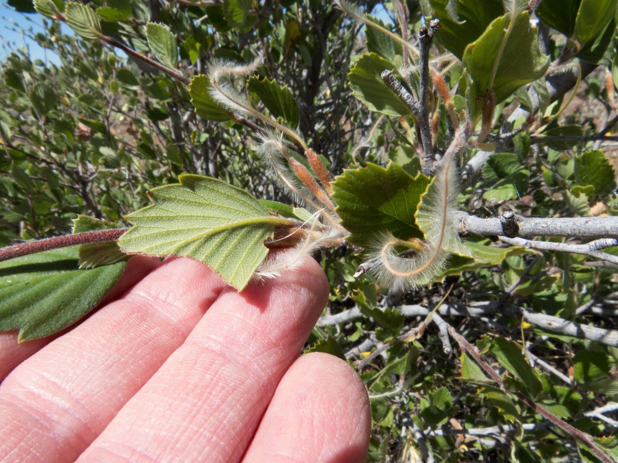 Слика од Cercocarpus montanus Raf.