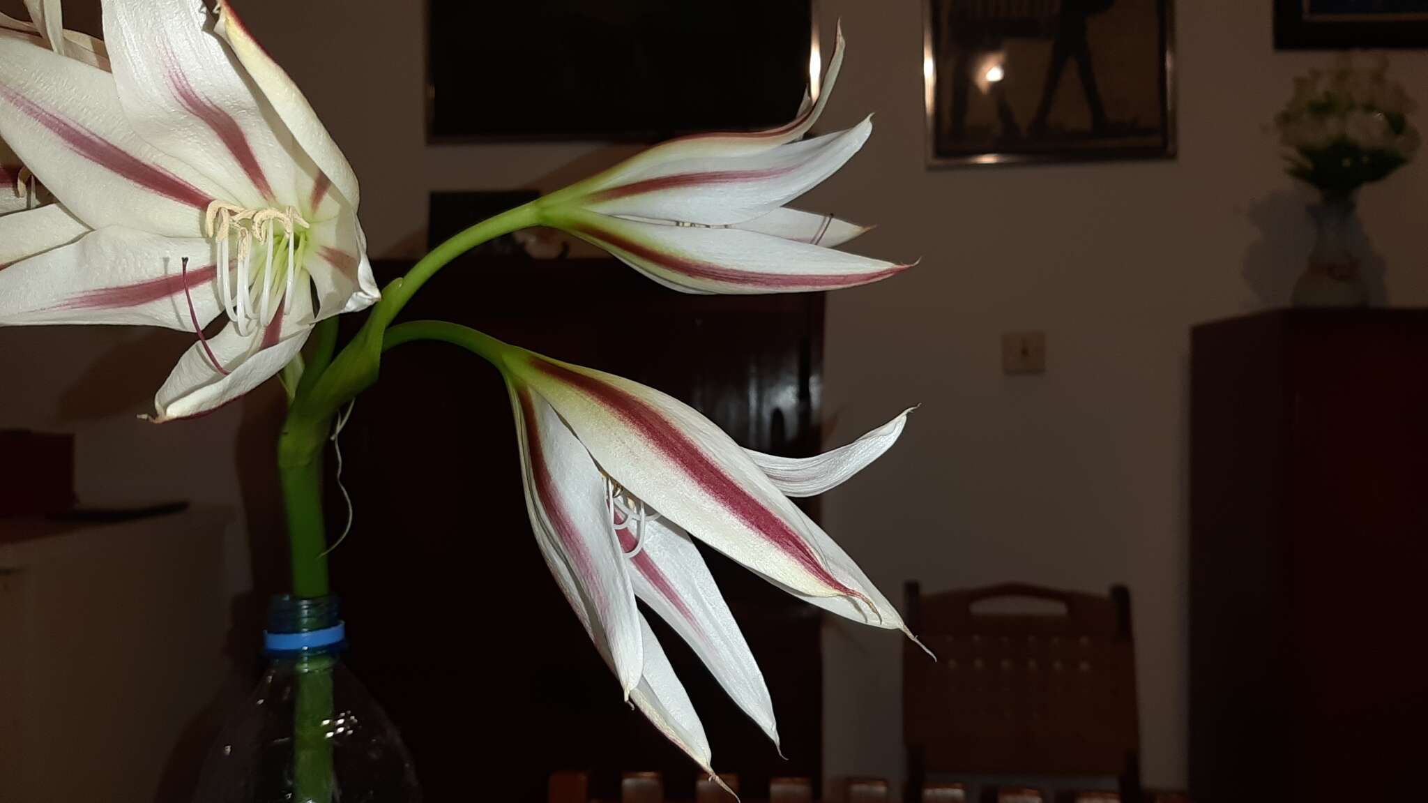 Image of Crinum ornatum (Aiton) Herb.