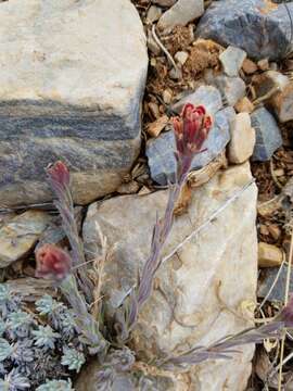 Image of ashgray Indian paintbrush