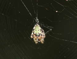 Image of Giant Lichen Orbweaver