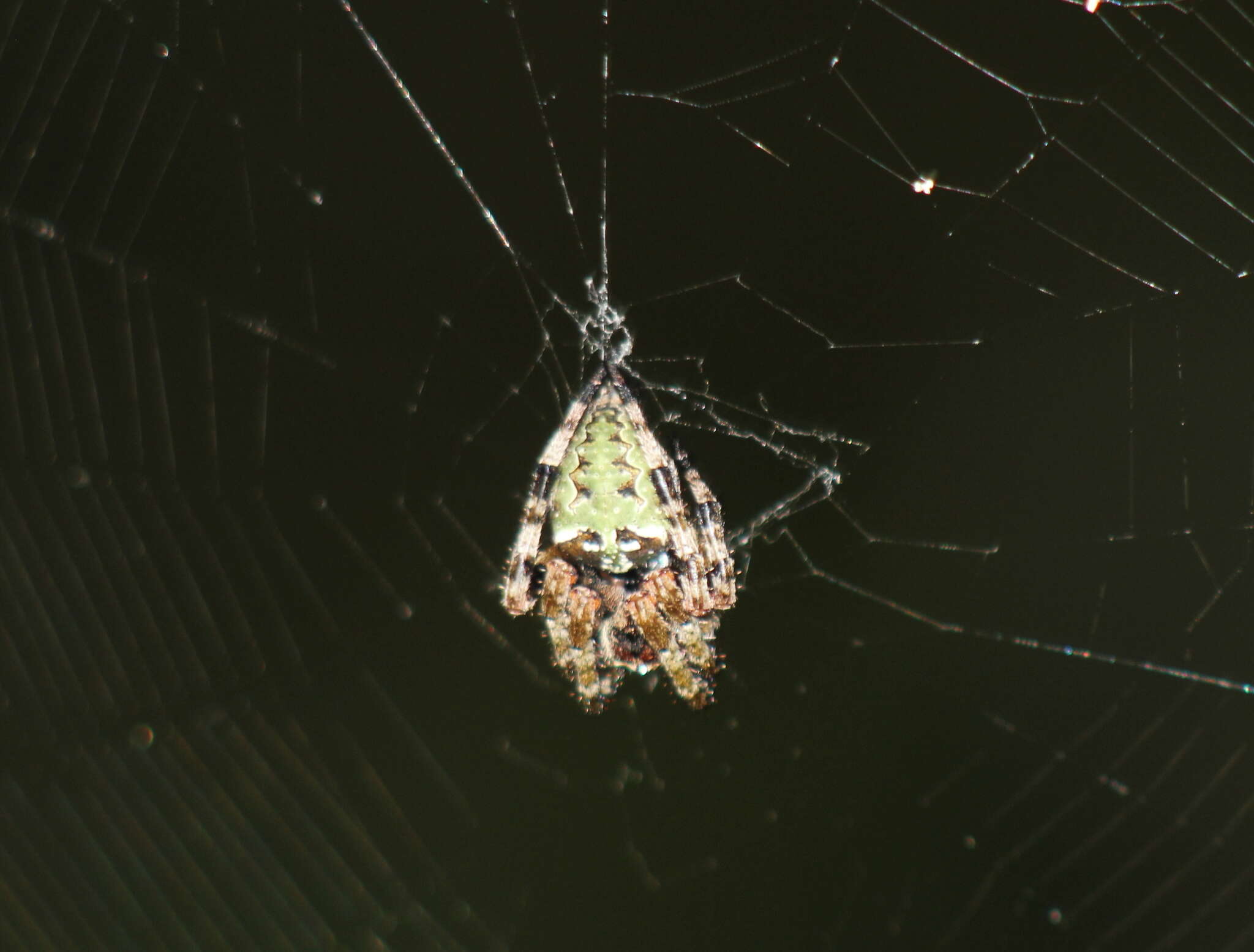 Image of Giant Lichen Orbweaver